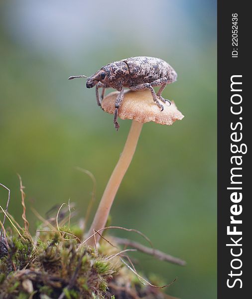 Bug sits on a mushroom