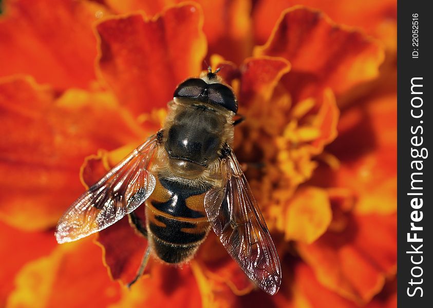 Fly sits on a flower