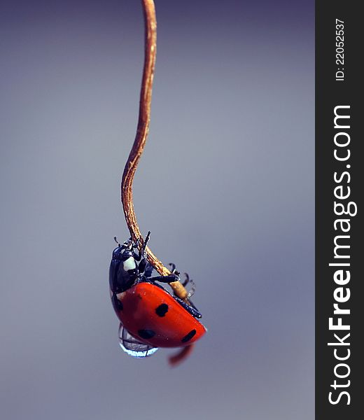 The ladybird creeps on a dry plant