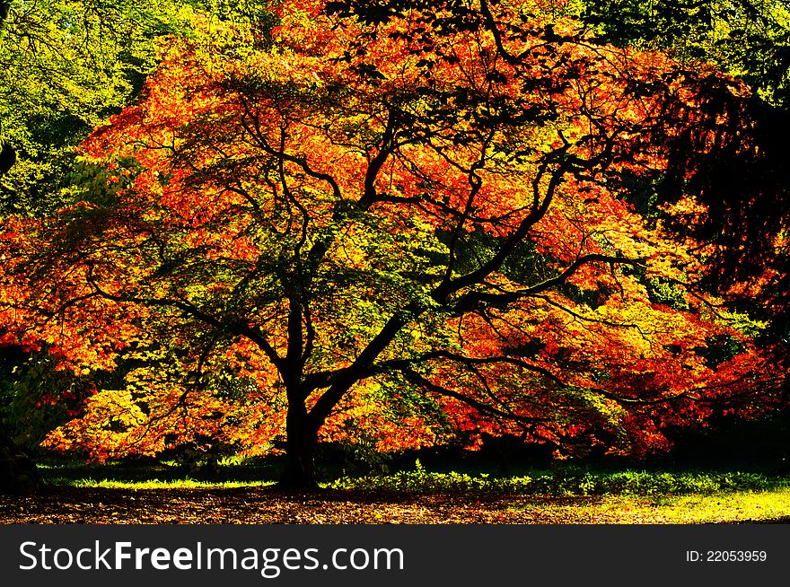 Acer Palmatum