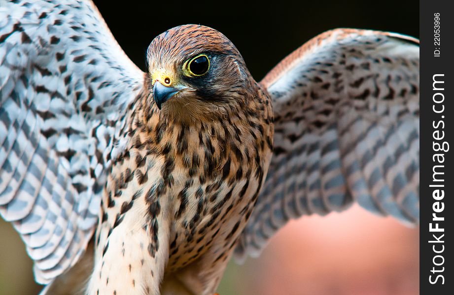 Kestrel  Falco Tinnunculus