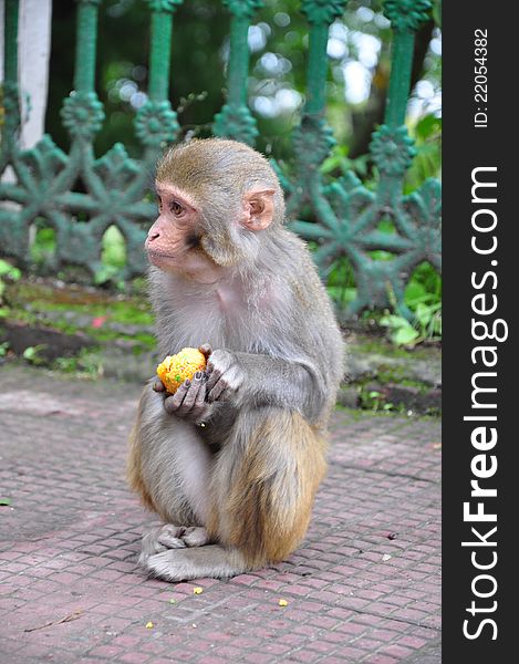 An Indian Monkey outside a temple having Indian Sweet 'Laddu'