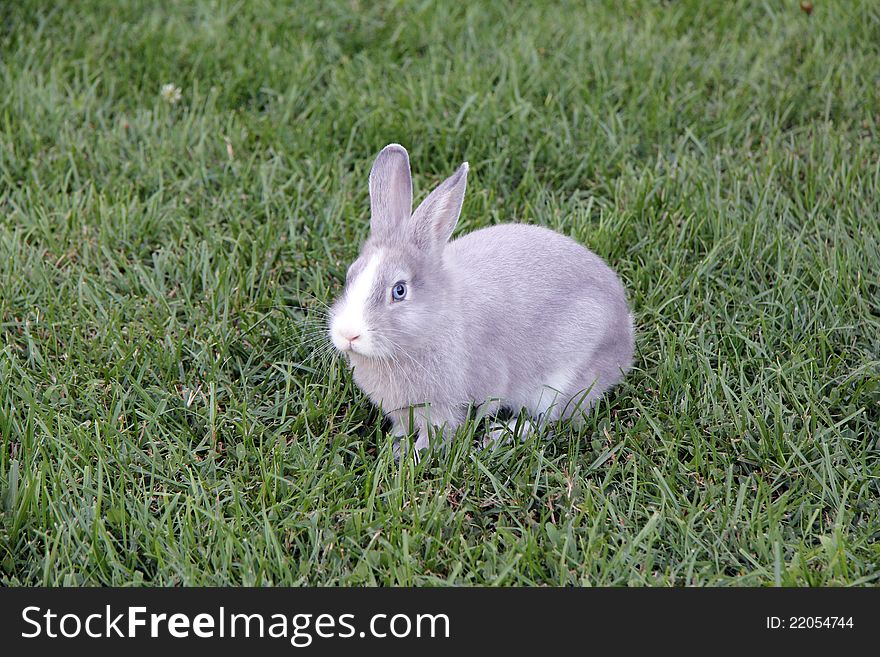 Little fluffy bunny sitting on green grass. Little fluffy bunny sitting on green grass