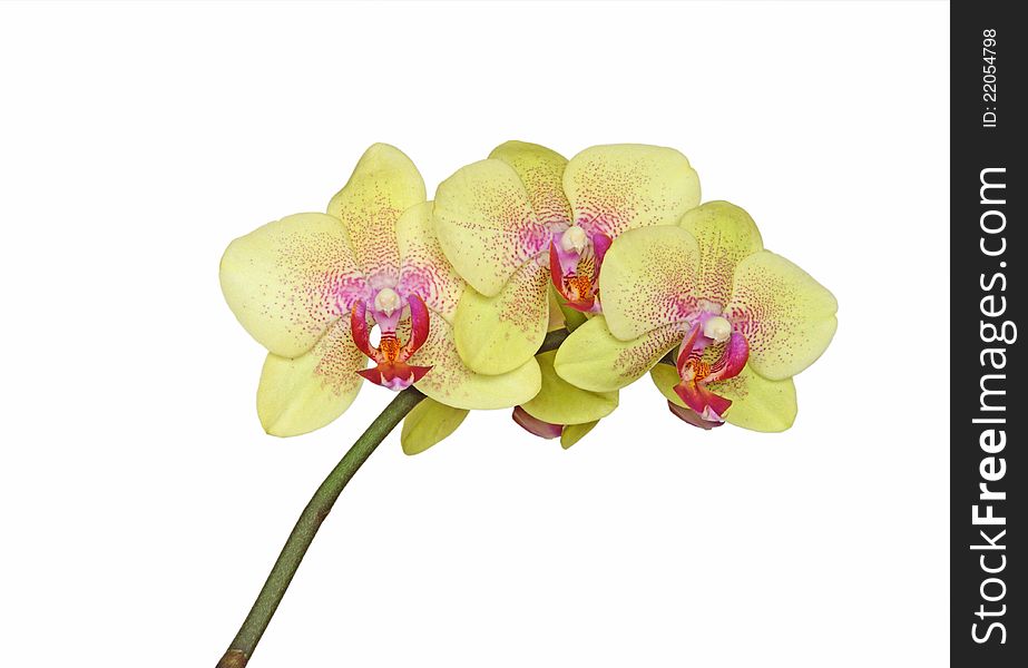 Yellow orchid spotted with bright pink isolated