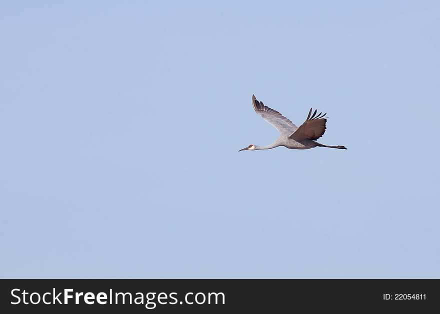 Greater Sandhill Crane in flight with copy space available.