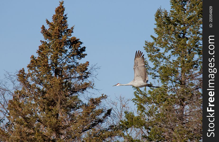 Greater Sandhill Crane in flight with trees in background.