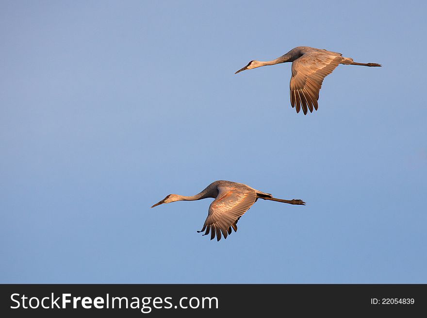 Greater Sandhill Cranes