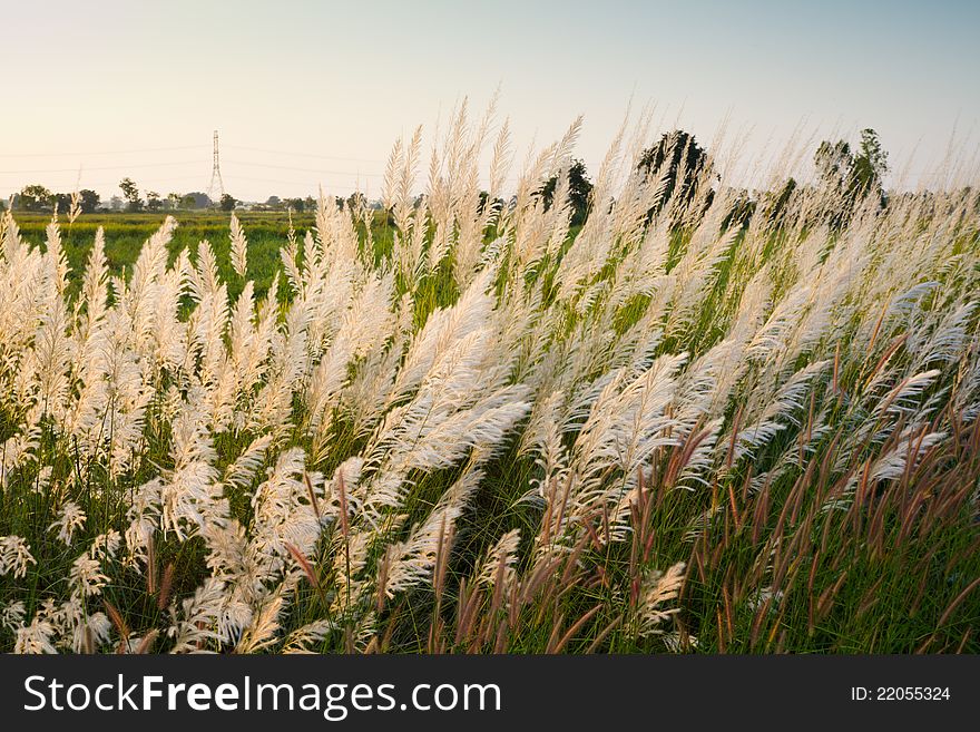 Reed field in countryside of Thailand