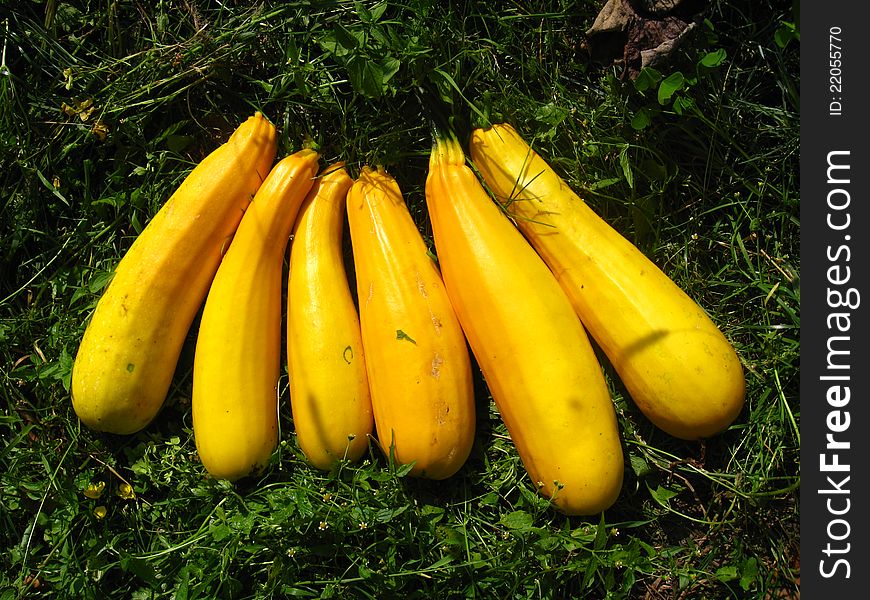 Delicious fruit of yellow long squash. Delicious fruit of yellow long squash