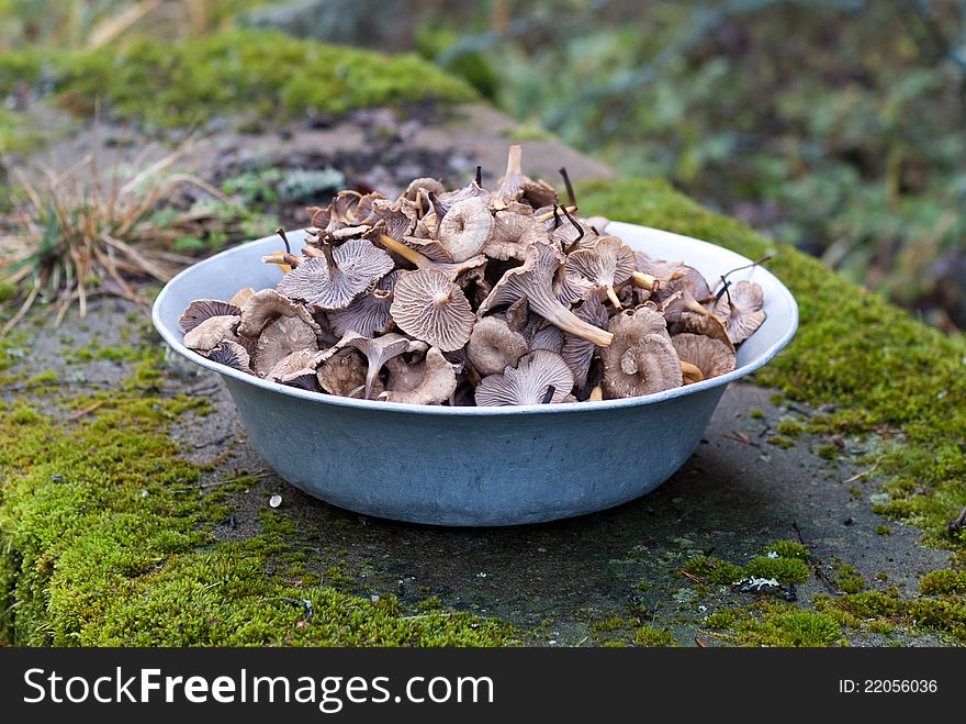 A large dish of dried funnel chanterelles (Craterellus tubaeformis). A large dish of dried funnel chanterelles (Craterellus tubaeformis).