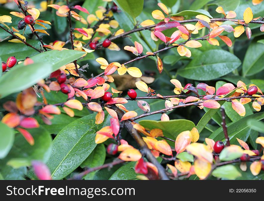 Colors of autumn