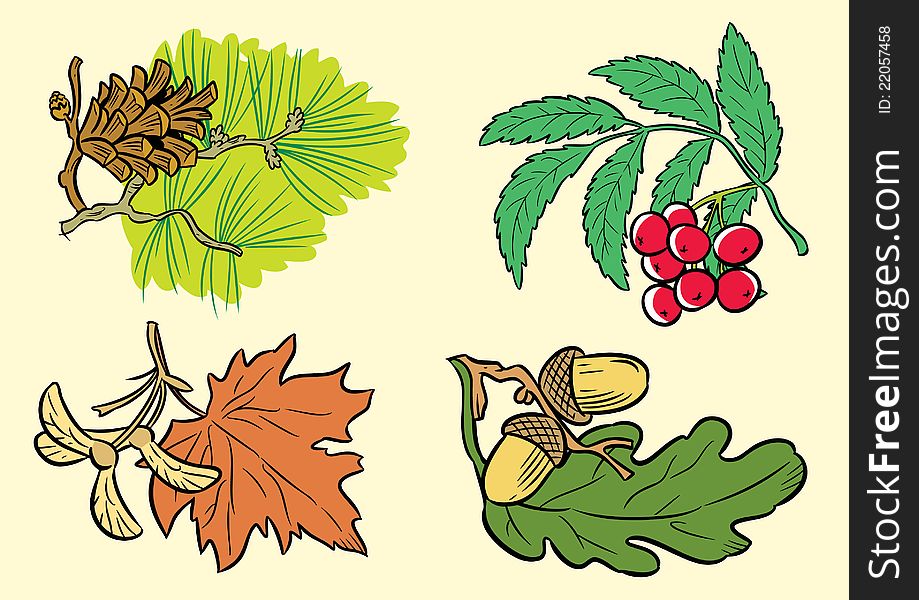 The illustration shows a few types of leaves of different species of trees.