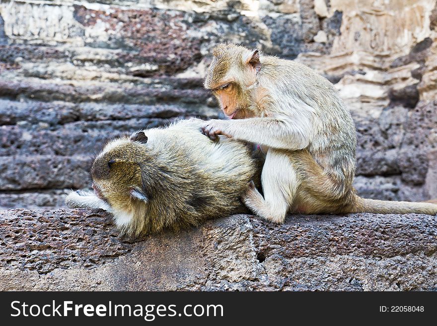 Cute Monkey enjoys searching for bugs. Cute Monkey enjoys searching for bugs