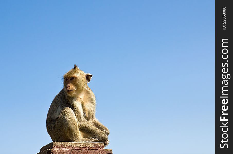 Macaque monkey sat on stone and blue sky in Thailand