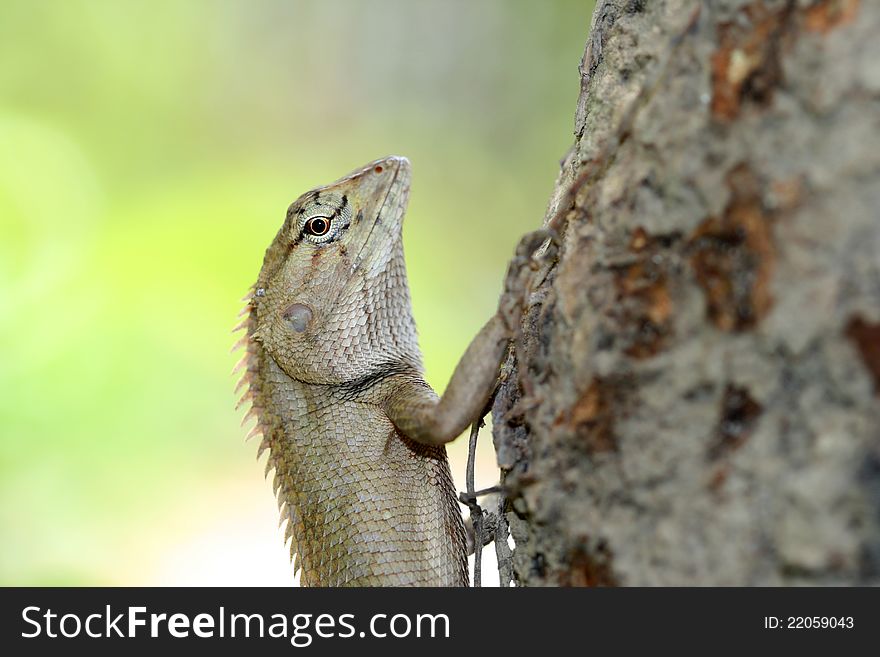 A lizard climbing the tree