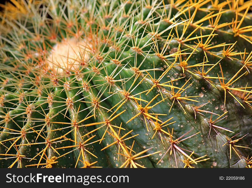 Closeup of a big Cactus full of spines