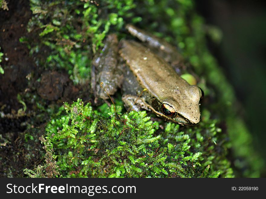 Tropical Rana Frog, found in a deep forest in Thailand, Asia