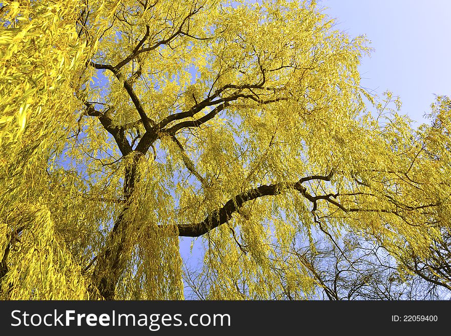 Big bright yellow willow tree over blue sky. Big bright yellow willow tree over blue sky