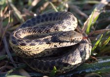 Garter Snake In The Grass Royalty Free Stock Photo Garter Snake In The Grass Royalty Free Stock Photo
