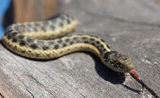 Garter Snake Smelling Stock Photos Garter Snake Smelling Stock Photos