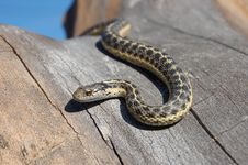 Snake Slithering In Tree Stock Images Snake Slithering In Tree Stock Images