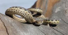 Snake In Tree Royalty Free Stock Photos Snake In Tree Royalty Free Stock Photos