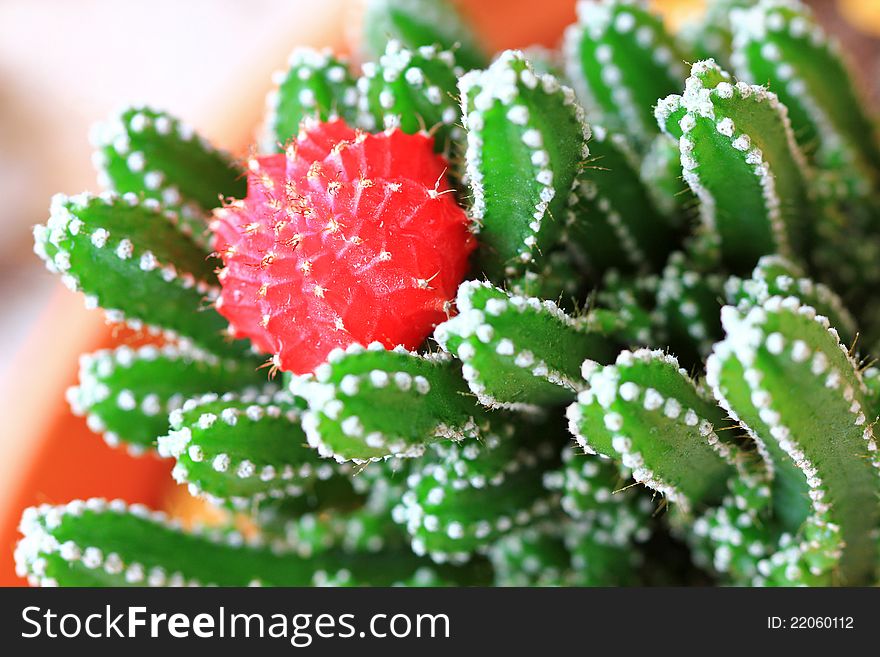 Closeup of a the Gymnocalycium (Moon Cactus / Ruby Ball) from South America