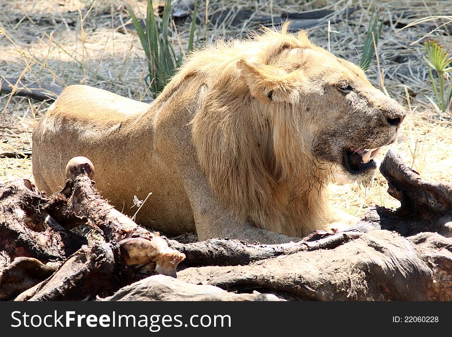 Lion With A Meal