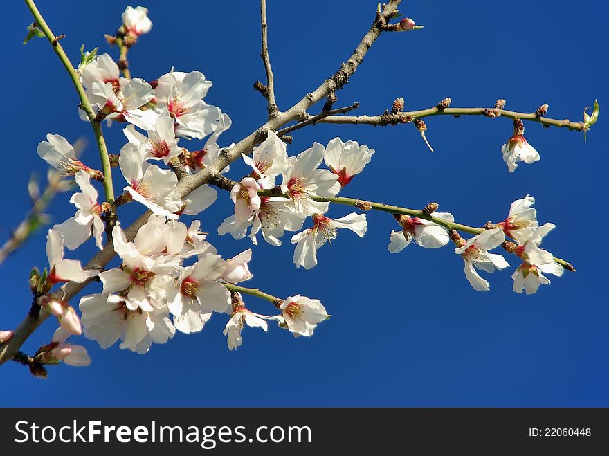 White Almond Flower In Majorca