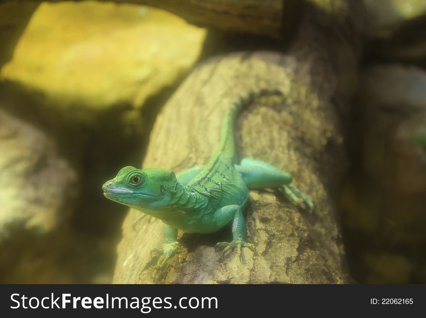 Close up of Green Basilisk Lizard (Basiliscus plumifrons) on the log. Close up of Green Basilisk Lizard (Basiliscus plumifrons) on the log.