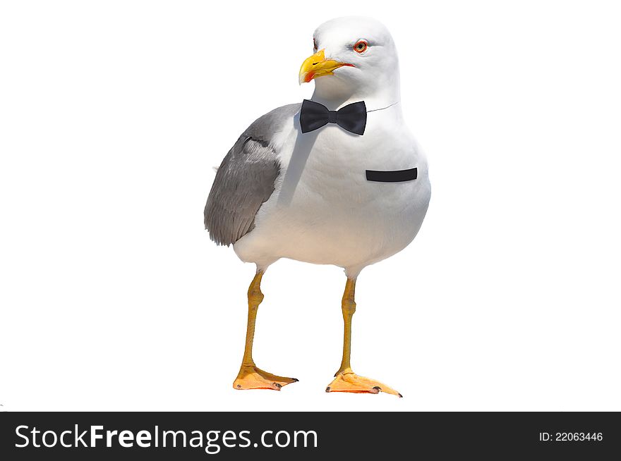 White seagull with tie and suit