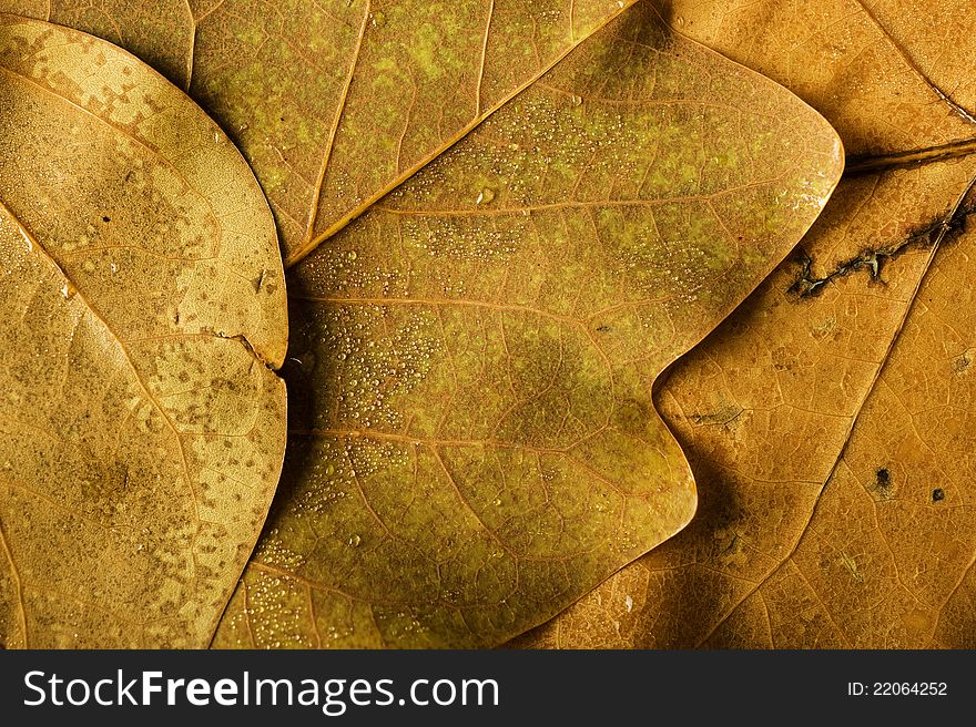 Tulip Tree Leaves