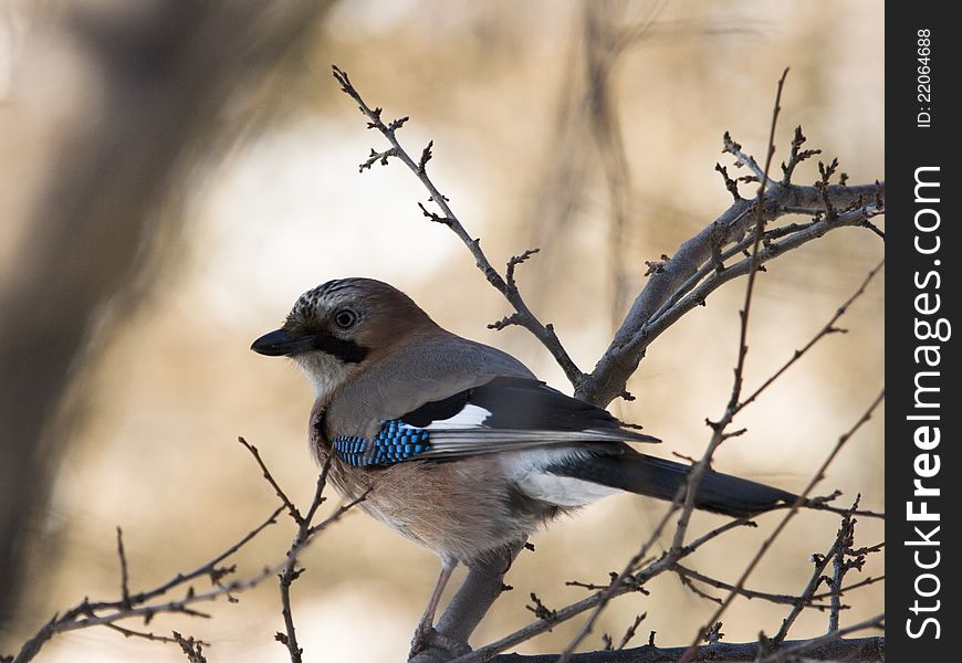 Jay siting on branch in forest. Jay siting on branch in forest