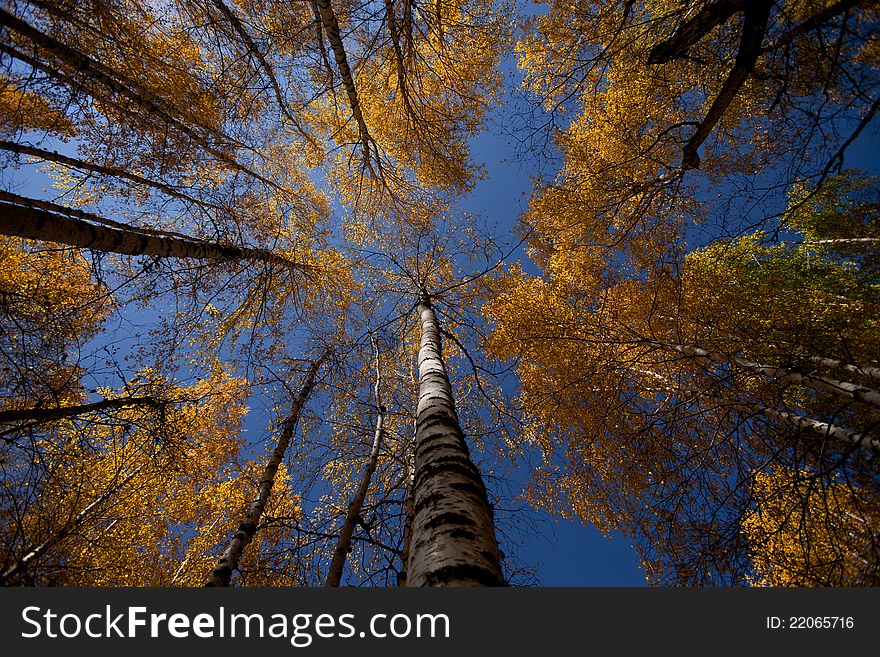 2, birch - Kanas in September, is a golden world, looking at the blue sky accompanied by white birch, which you will be enchanted by the picturesque scenery, white birch seem to sing the old songs we Yin . 2, birch - Kanas in September, is a golden world, looking at the blue sky accompanied by white birch, which you will be enchanted by the picturesque scenery, white birch seem to sing the old songs we Yin .