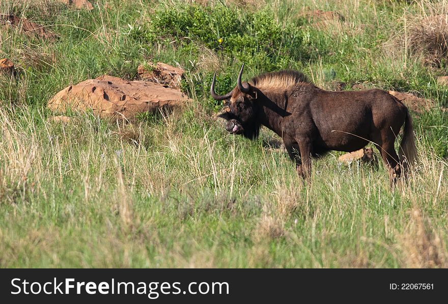 Male black Wildebeest standing amongst rocks licking his nose. Male black Wildebeest standing amongst rocks licking his nose