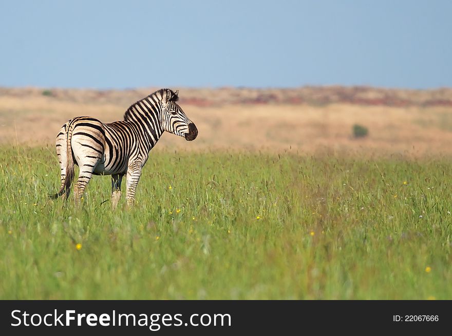 Scenic view showing a Zebra in a green grassland with small yellow flowers and out of focus brown background. Scenic view showing a Zebra in a green grassland with small yellow flowers and out of focus brown background