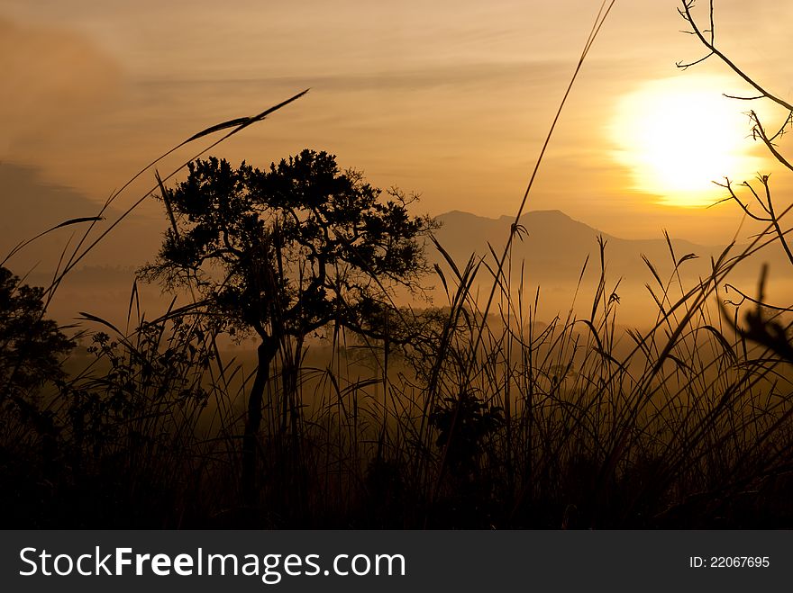 Tung Salang Luang, Sawanna in Thailand