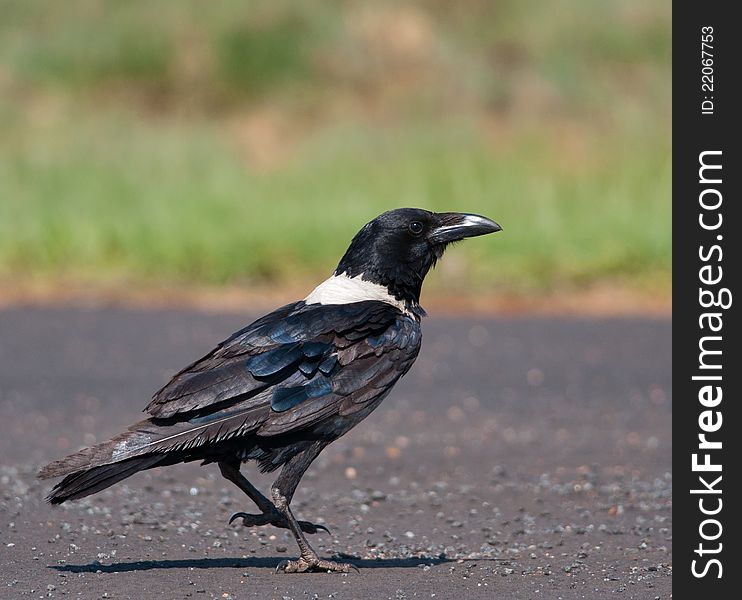 Pied crow on road