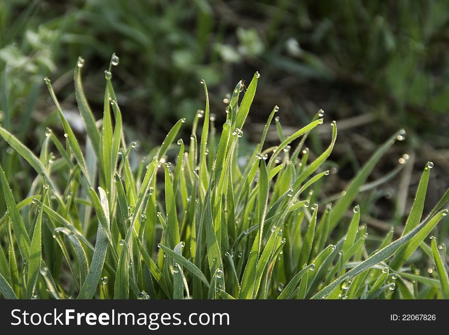 Green grass, covered morning dew. Green grass, covered morning dew.