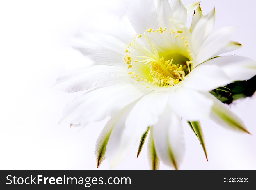 Beautiful white cactus flower over white background