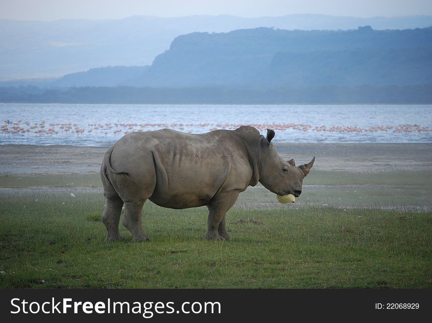 This Rhino was spotted on the shore of Lake Nakuru, Kenya. Unfortunately, he had tried to chew a piece of plastic debris left on the shore - as it was stuck to his jaw he was unable to eat and was becoming increasingly frustrated!. This Rhino was spotted on the shore of Lake Nakuru, Kenya. Unfortunately, he had tried to chew a piece of plastic debris left on the shore - as it was stuck to his jaw he was unable to eat and was becoming increasingly frustrated!