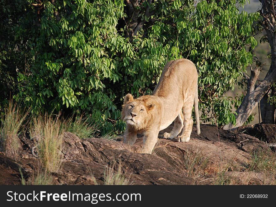 Young male lion stretching after a snooze, Masai Mara National Park, Kenya. Young male lion stretching after a snooze, Masai Mara National Park, Kenya