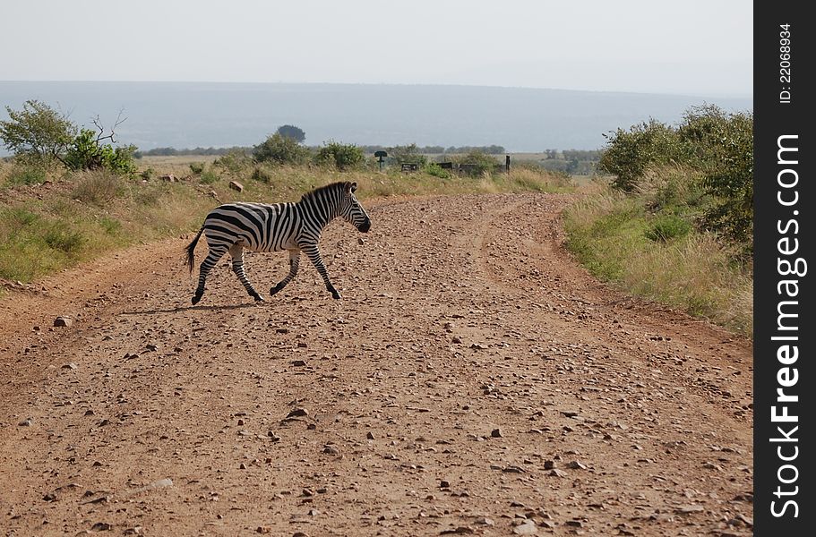 Zebra crossing the road, Masai Mara, Kenya