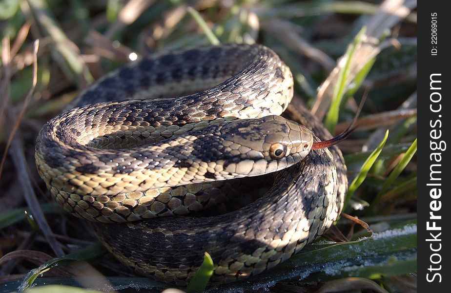 Garter snake in the grass