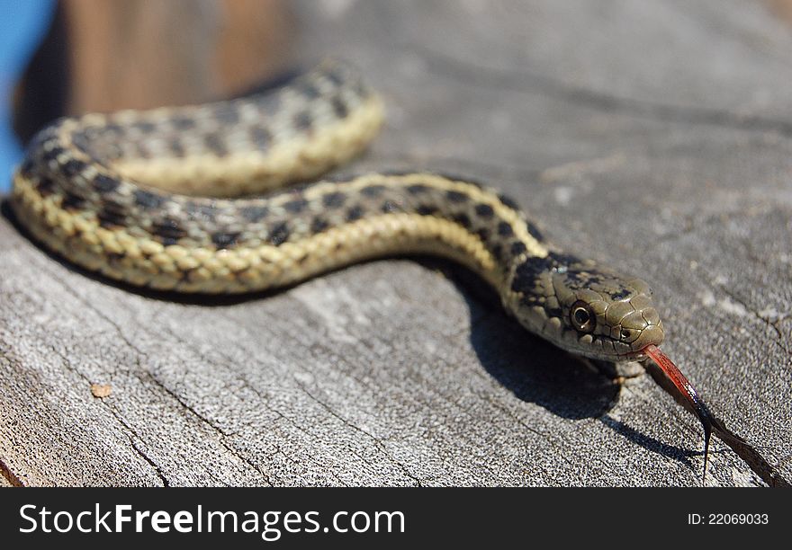 Garter snake smelling slithering in tree