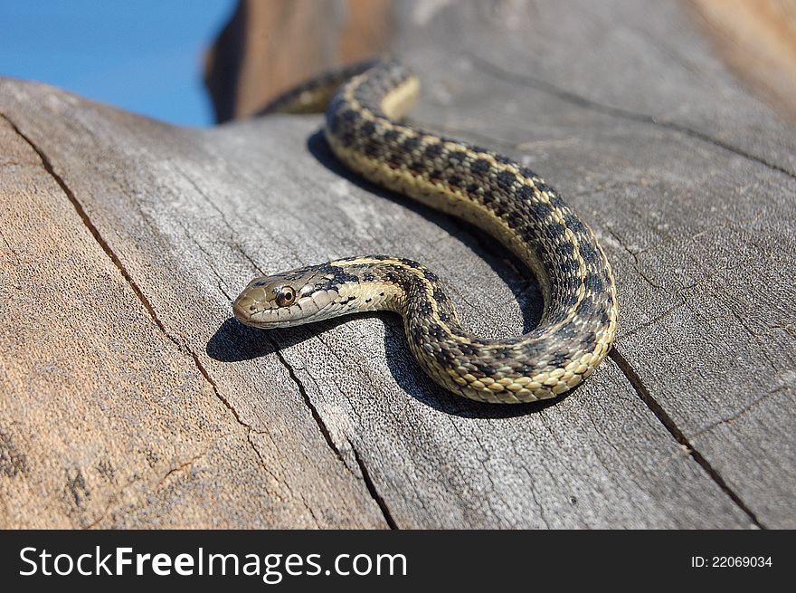 Garter snake looks like diamond back snake. Garter snake looks like diamond back snake