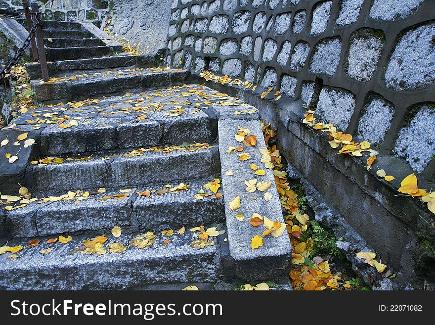 The yellow defoliation on the footpath. The yellow defoliation on the footpath