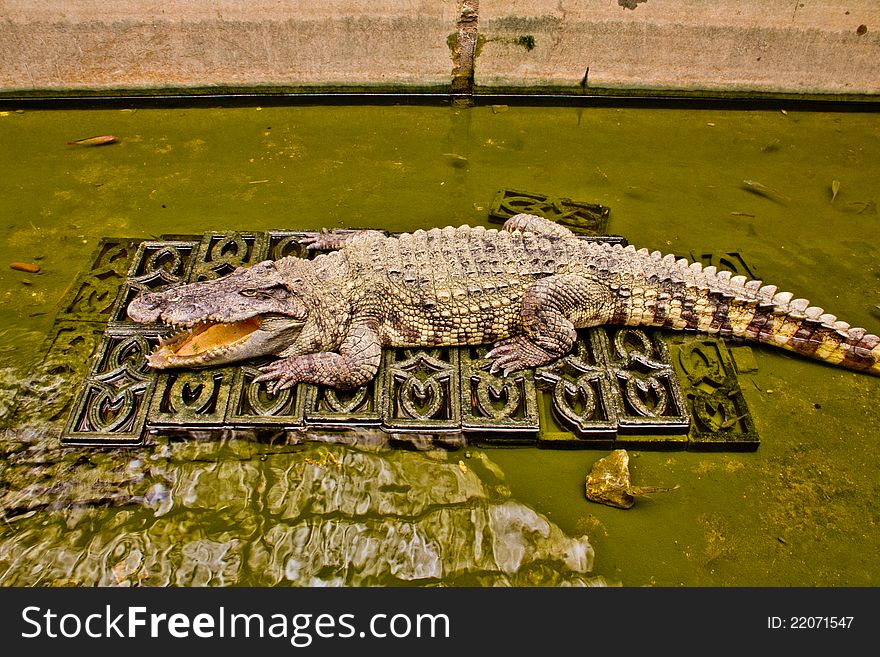 The Crocodile in zoo , thailand