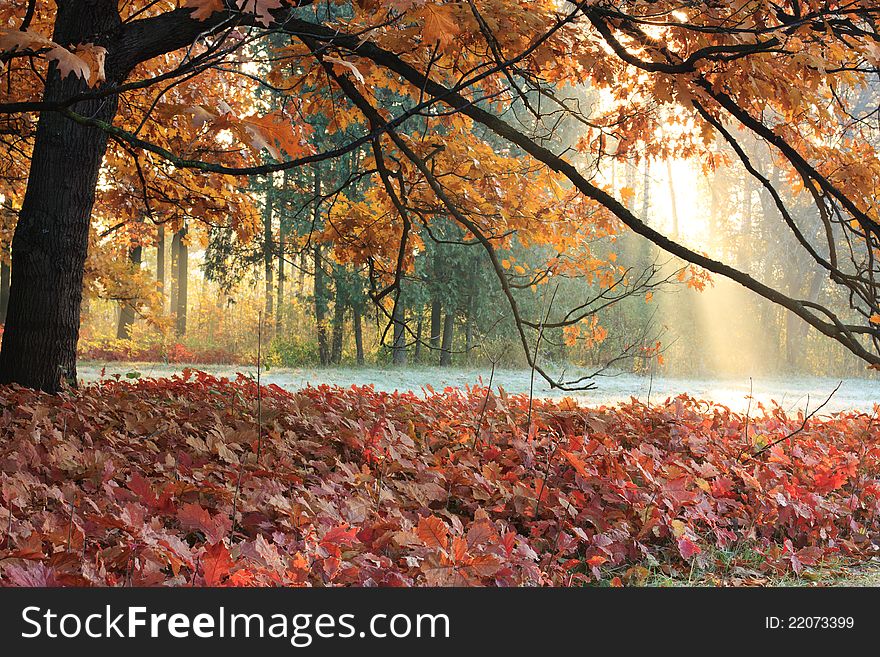 The Sun S Rays In Autumn Meadow