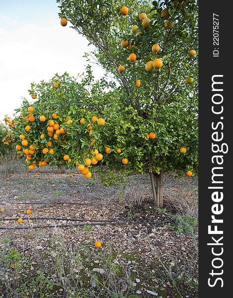 Orange orchards in Valencia, Spain. Orange orchards in Valencia, Spain